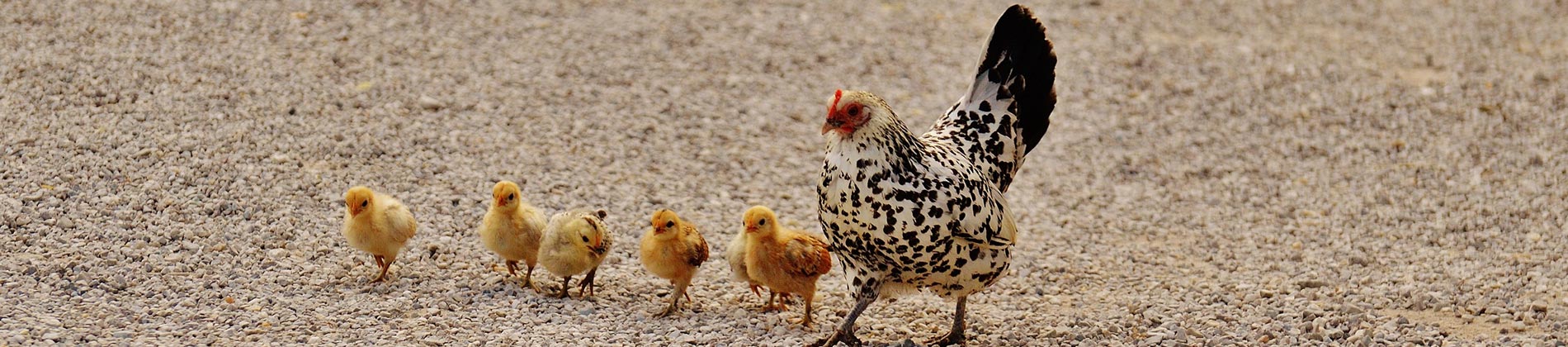 Høns på Østerbro giver livskvalitet og æg på bordet